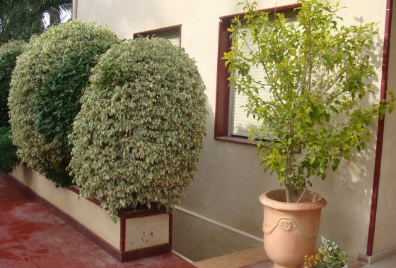 Reventa - Villa - Elche