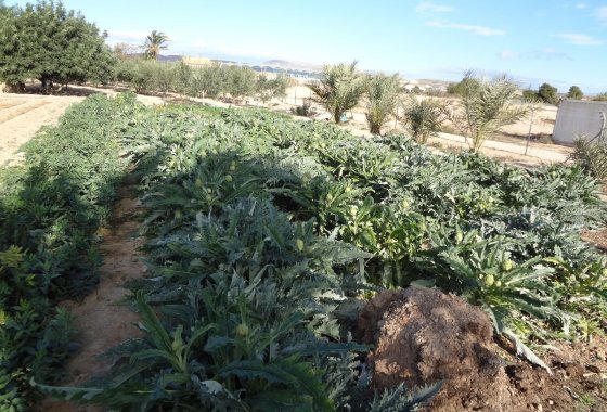 Wiederverkauf - Country House - El Altet